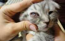 Гноятся глаза и чихает котёнок. Если кошка чихает и слезятся глаза, что делать