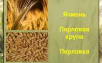 Ячмень злаковые. Ячмень – описание. Применение в народной медицине